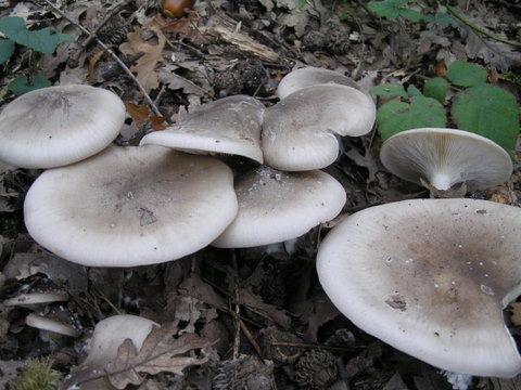 ..Clytocibe costata ?